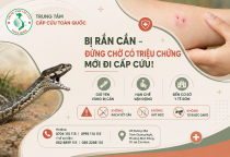 Rắn Cắn: Cách Sơ Cứu Đúng Và Những Điều Không Nên Làm